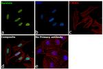 Survivin Antibody in Immunocytochemistry (ICC/IF)