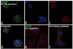 CD326 (EpCAM) Antibody in Immunocytochemistry (ICC/IF)