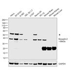 Musashi-2 Antibody in Western Blot (WB)