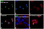 ZEB1 Antibody