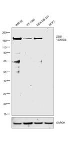 ZEB1 Antibody in Western Blot (WB)