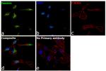 Desmin Antibody in Immunocytochemistry (ICC/IF)