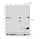 ITK Antibody