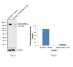 ErbB2 (HER-2) Antibody in Western Blot (WB)