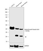 Alpha-Smooth Muscle Actin Antibody in Western Blot (WB)