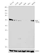 SOX9 Antibody