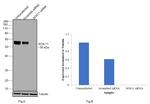 SOX11 Antibody in Western Blot (WB)