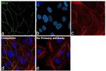 ZO-1 Antibody in Immunocytochemistry (ICC/IF)