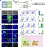 SOX2 Antibody