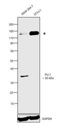 PU.1 Antibody