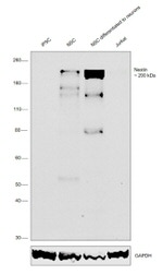 Nestin Antibody