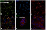 Nestin Antibody in Immunocytochemistry (ICC/IF)