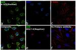 AHR Antibody in Immunocytochemistry (ICC/IF)