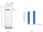 AHR Antibody