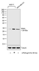 Snail1 Antibody