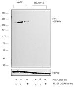 Fibronectin Antibody in Western Blot (WB)