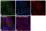 P-cadherin Antibody in Immunocytochemistry (ICC/IF)