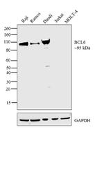 BCL6 Antibody