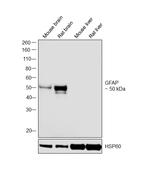 GFAP Antibody in Western Blot (WB)