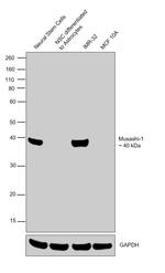 Musashi-1 Antibody in Western Blot (WB)