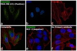 Vimentin Antibody in Immunocytochemistry (ICC/IF)