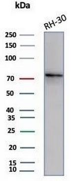 Catenin, beta (CTNNB1) Antibody in Western Blot (WB)