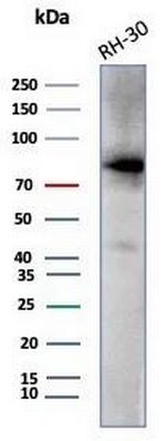 Catenin, beta (CTNNB1) Antibody in Western Blot (WB)