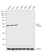 PAX5 Antibody