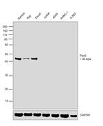 PAX5 Antibody