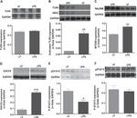 TLR4/MD-2 Complex Antibody