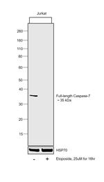 Caspase 7 Antibody in Western Blot (WB)