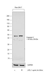 Caspase 11 Antibody in Western Blot (WB)