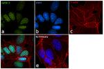 Gata-3 Antibody in Immunocytochemistry (ICC/IF)