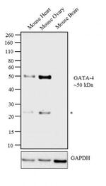 Gata-4 Antibody