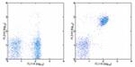 CD19 Antibody in Flow Cytometry (Flow)