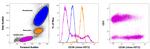 CD38 Antibody in Flow Cytometry (Flow)