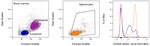 CD45R (B220) Antibody