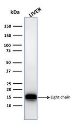 Cathepsin D Antibody in Western Blot (WB)