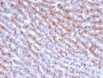 Cathepsin D Antibody in Immunohistochemistry (Paraffin) (IHC (P))