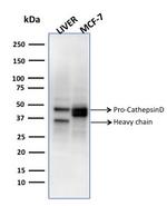 Cathepsin D Antibody in Western Blot (WB)