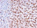 Cathepsin D Antibody in Immunohistochemistry (Paraffin) (IHC (P))