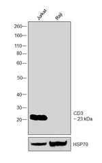 CD3 Antibody in Western Blot (WB)