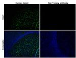 TIGIT Antibody in Immunohistochemistry (Paraffin) (IHC (P))