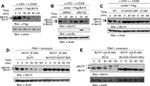 CD28 Antibody in T-Cell Activation (TCA)