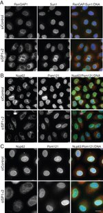 RANGAP1 Antibody in Immunocytochemistry (ICC/IF)