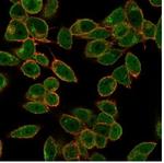 DAXX (Transcriptional Corepressor) Antibody in Immunocytochemistry (ICC/IF)