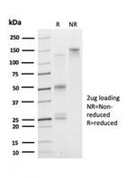 DAXX (Transcriptional Corepressor) Antibody in SDS-PAGE (SDS-PAGE)