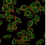 DAXX (Transcriptional Corepressor) Antibody in Immunocytochemistry (ICC/IF)