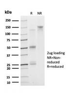 DAXX (Transcriptional Corepressor) Antibody in SDS-PAGE (SDS-PAGE)