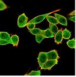 DAXX (Transcriptional Corepressor) Antibody in Immunocytochemistry (ICC/IF)